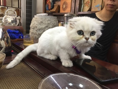 金吉拉貓