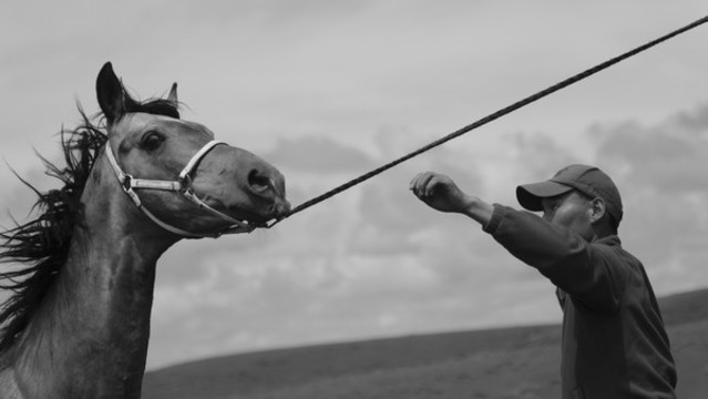 汗血寶馬