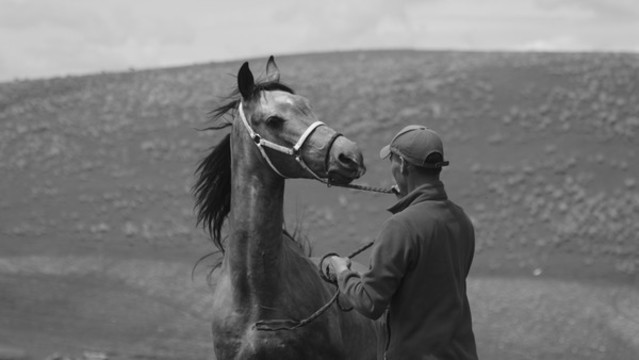 汗血寶馬