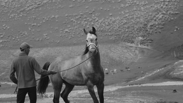 馴馬
