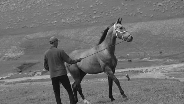 馴馬