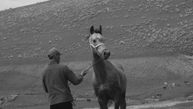 馴馬