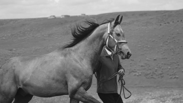 汗血寶馬