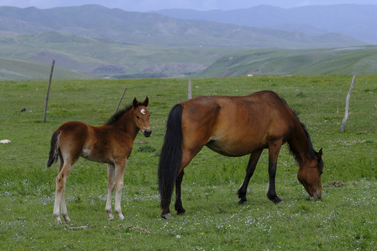 小馬駒
