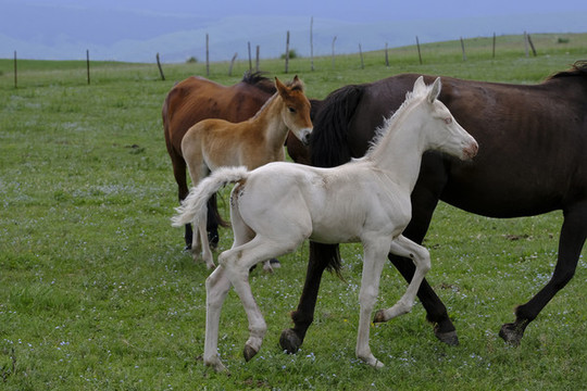 小馬駒