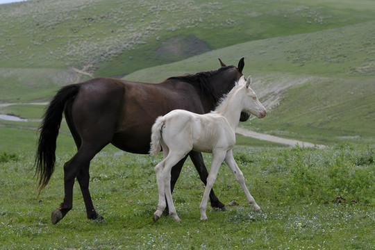 小馬駒