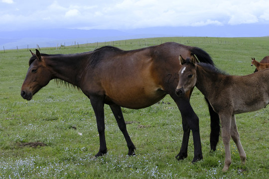 小馬駒