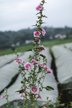 蜀葵