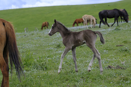小馬駒