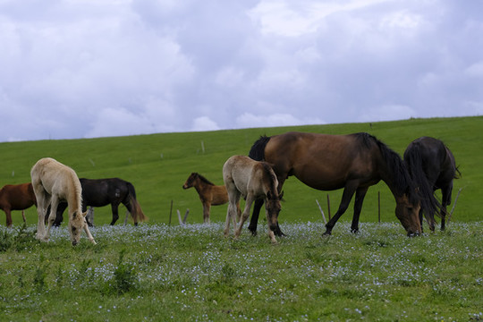 小馬駒