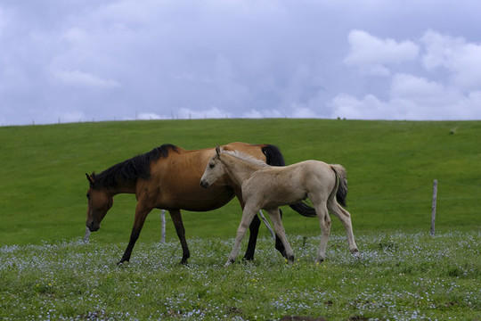 小馬駒