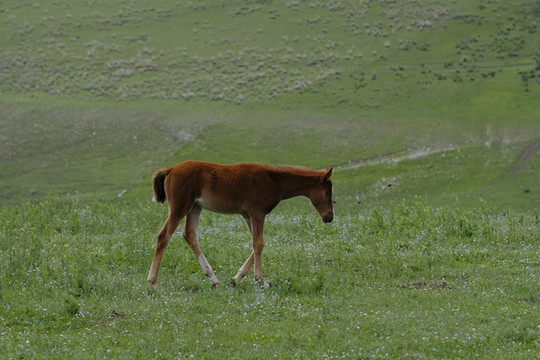 小馬駒