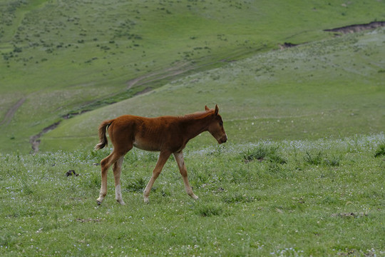 小馬駒