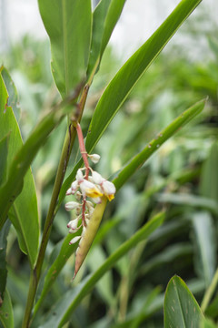 沙仁花