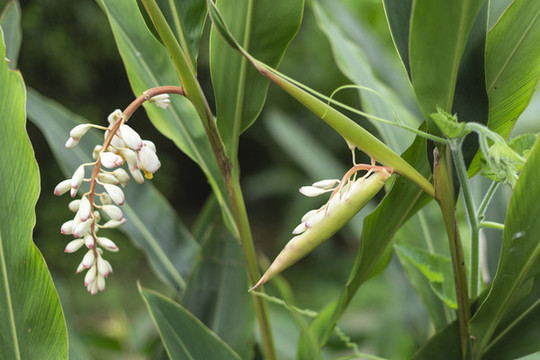 沙仁花