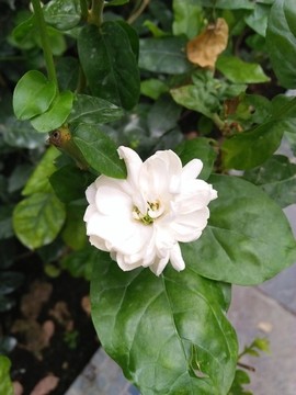 梔子花