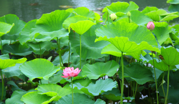 荷花