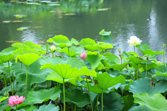 荷花