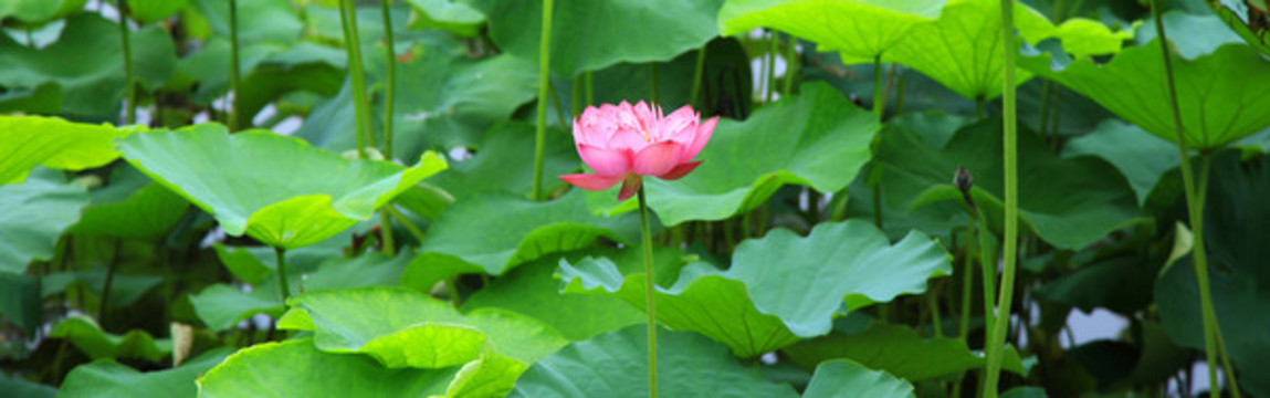 荷花