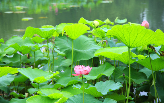 荷花