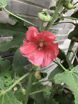 蜀葵