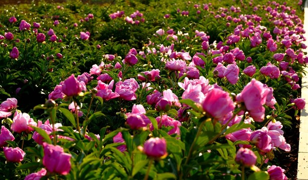 花滿園