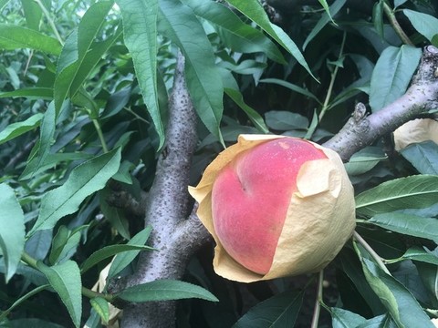 無錫陽山水蜜桃