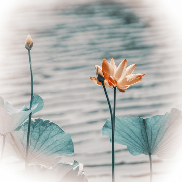 墨荷