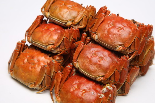 陽(yáng)澄湖大閘蟹實(shí)拍