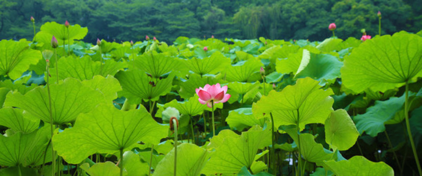 荷花