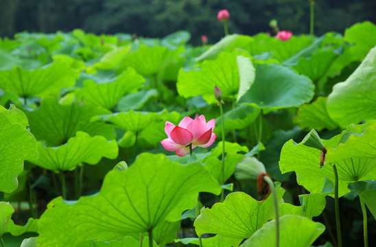 荷花