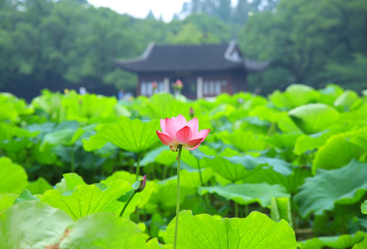 荷花
