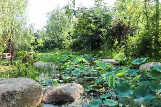 夏至小暑