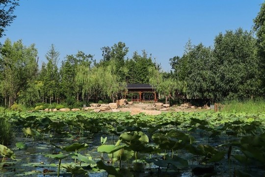 夏至小暑