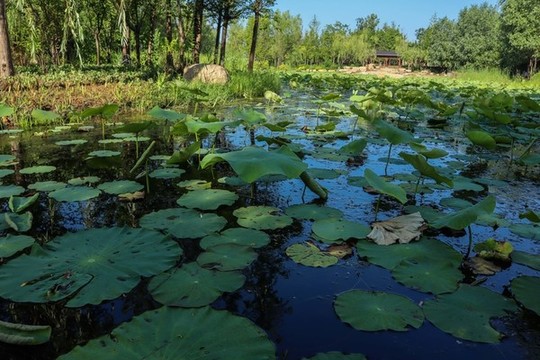 夏至小暑