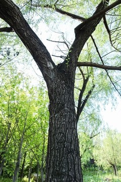 夏至樹枝