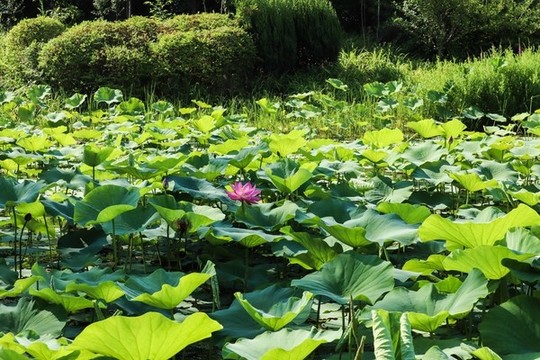 夏至小暑