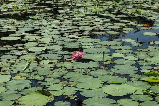 夏至小暑