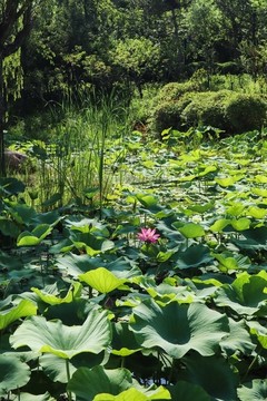 夏至小暑