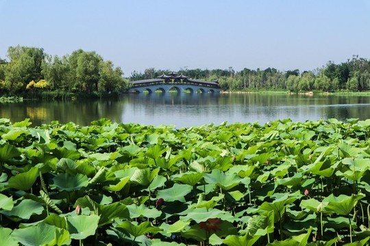 夏至小暑