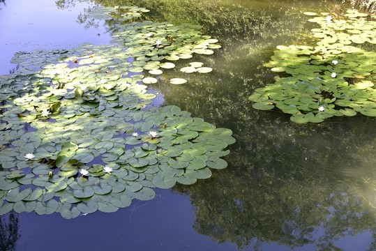 浮萍