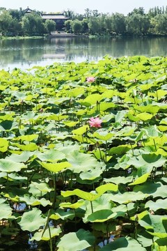夏至小暑