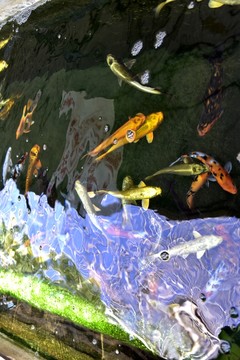 池塘游魚