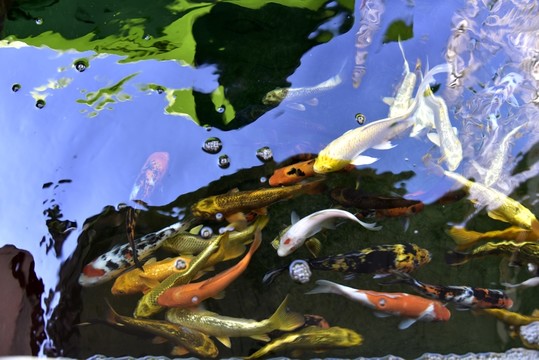 池塘游魚