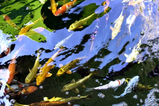 池塘游魚