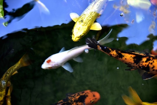 池塘游魚(yú)