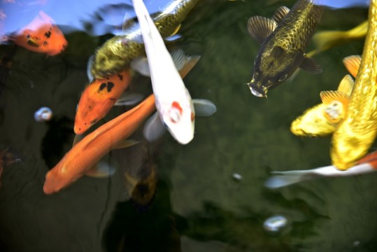 池塘觀賞魚
