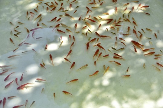 小金魚