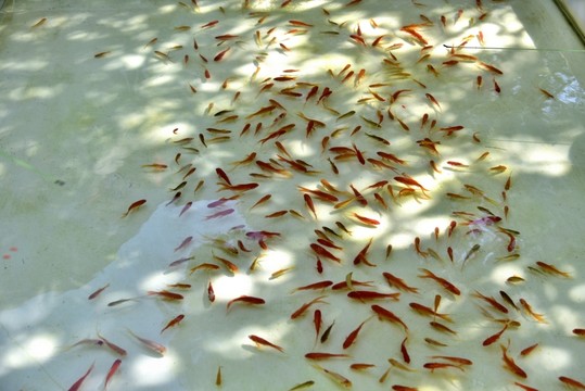 小金魚(yú)
