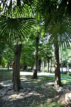 公園樹木